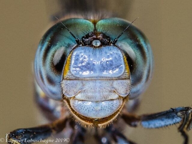 Male Close up Centurion GP RSA Nov 2019