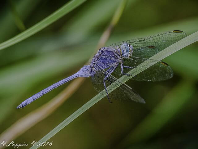 Orthetrum chrysostigna Epaulet Skimmer Male 100 1179 Orthetrum chrysostigna Epaulet Skimmer Male Mystic Monkeys Jan 2017r 7