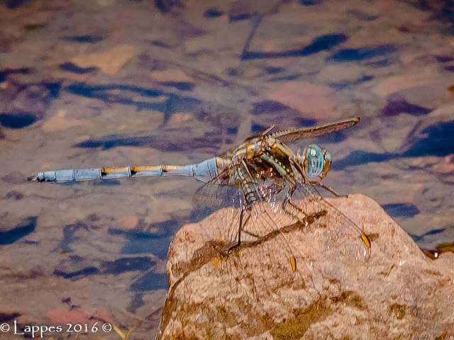 Orthetrum chrysostigna Epaulet Skimmer Male Close up Rustenburg LP RSA Sept 2017
