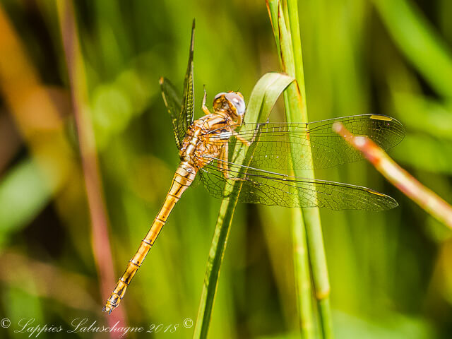 100 1178 Orthetrum chrysostigna Epaulet Skimmer Teneral Female Vaalwater LP RSA Apr 2017r 4