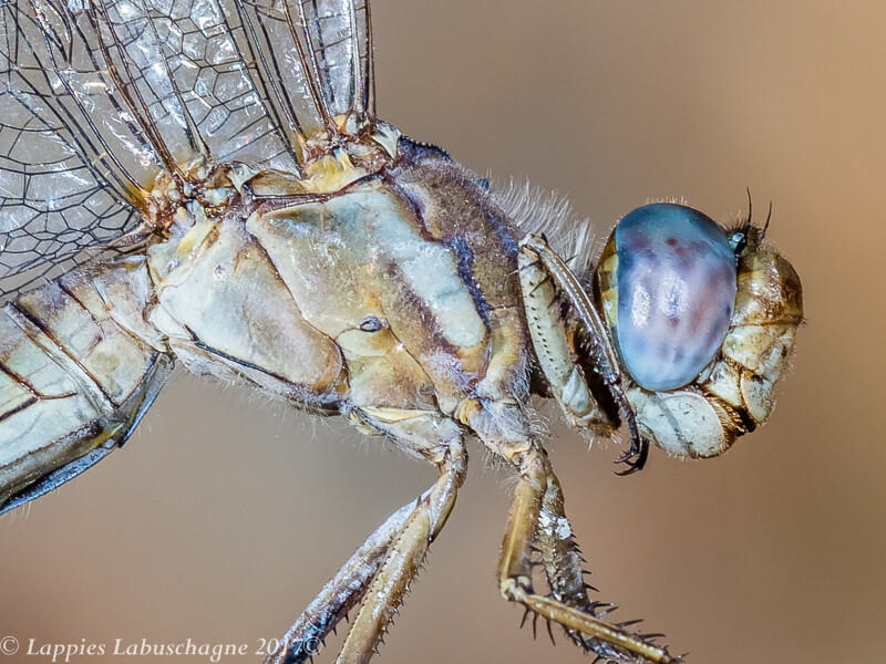 Orthetrum chrysostigna Epaulet Skimmer Female Close up Bobejaan Aug 2017