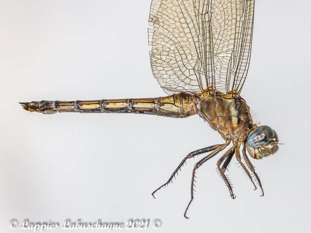 Orthetrum chrysostigna Epaulet Skimmer Oldf Female Close up Vaalwater LP RSA June 2014r 9