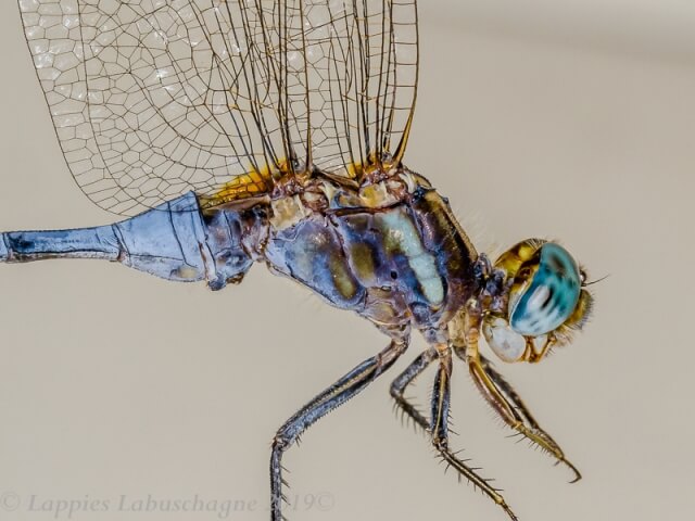 1 4130 Orthetrum chrysostigna Epaulet Skimmer Male Kozi bay KZN RSA Mch 2019r 8