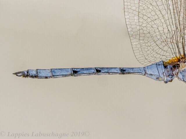 Orthetrum chrysostigna Epaulet Skimmer Male Kozi bay KZN RSA Mch 2019