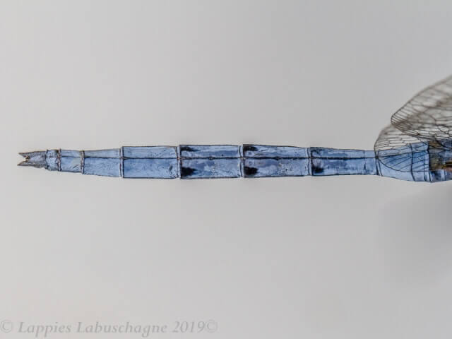 100 2961 Orthetrum chrysostigna Epaulet Skimmer Male Kozi bay KZN RSA Mch 2019r 36