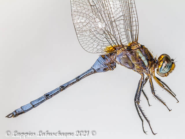 Orthetrum chrysostigna Epaulet Skimmer Male Close up Vaalwater LP RSA June 2014r 1