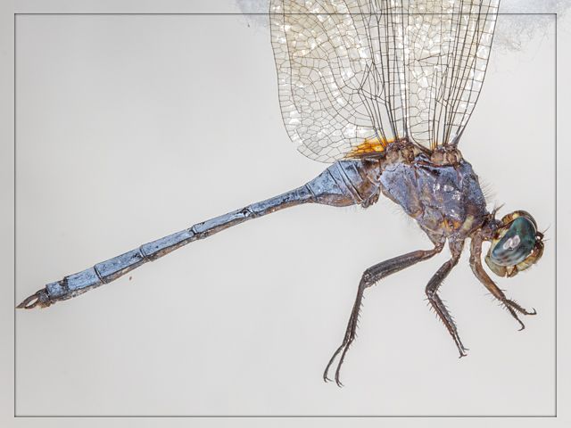 Orthetrum guineense Guinea Skimmer Male 101 568 Orthetrum guineense Guinea Skimmer Male Tshipise LP RSA Dec 2015