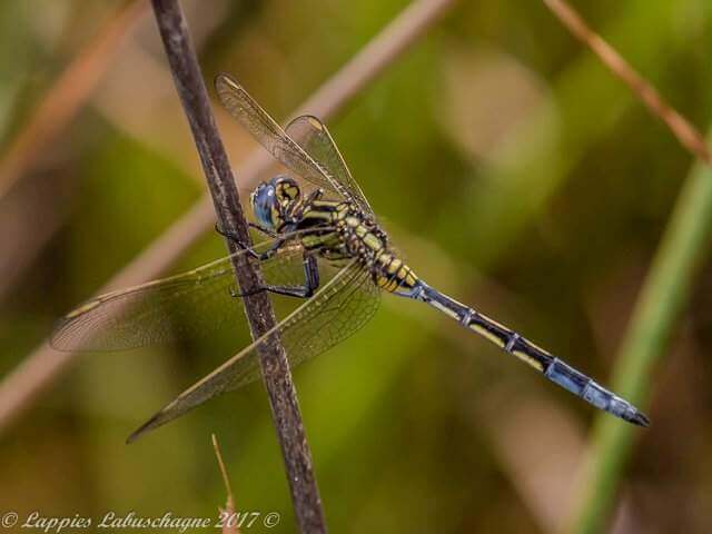 Orthetrum icteromelas, Spectacled Skimmer, Young Male 100 534 Orthetrum icteromelas Spectacled Skimmer Not Mature Male Hertzogberg MP RSA Nov 2017r 1