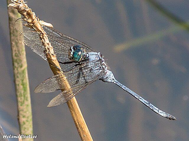 Orthetrum icteromelas, Spectacled Skimmer, Male 102 504 2016 03 19 Waterberge spectackle mannetjie r