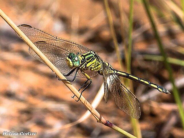 Orthetrum icteromelas, Spectacled Skimmer, Female 102 505 2016 03 19 Waterberge spectackle wyfie 1r