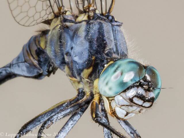Spectacled Skimmer ( Orthetrum icteromelas ), Male Thorax Pattern 100 1457 Orthetrum icteromelas Spectacled Skimmer Male Hertzogberg MP RSA Nov 2017r 9