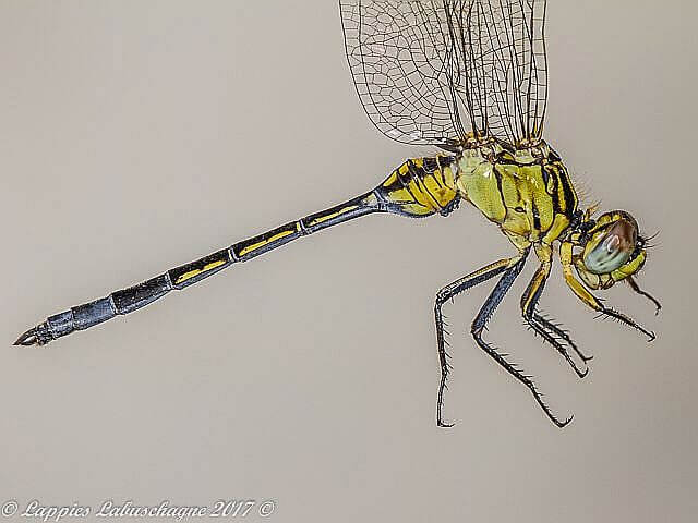 Spectacled Skimmer (Orthetrum icteromelas), Young Male Close-up 100 1511 Male Close up Hertzogbergr MP RSA Nov 2017r 2