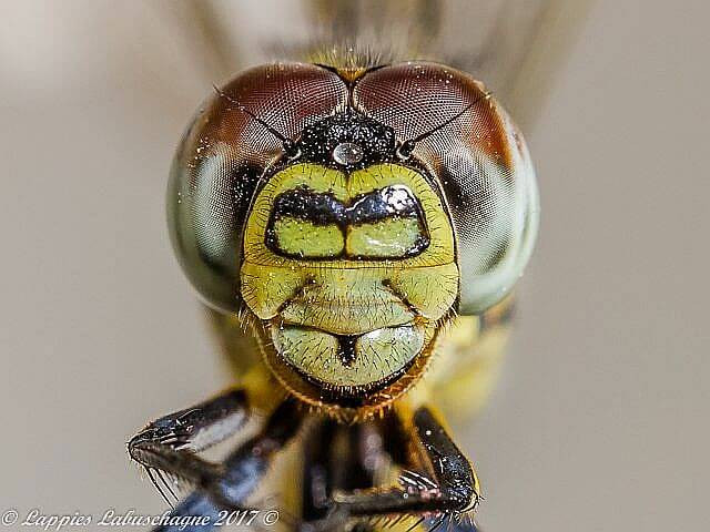 Orthetrum icteromelas Spectacled Skimmer Male Close up Hertzogbergr MP RSA Nov 2017