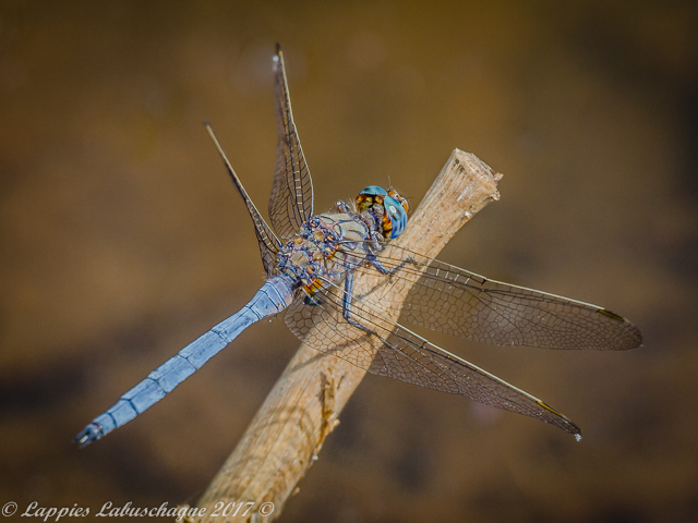100 1593 Orthetrum monardi Woodlands Skimmer Male Vaalwater LP RSA Apr 2017r 1