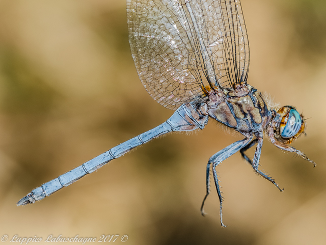 Orthetrum monardi Woodlands Skimmer Male 100 1270 Orthetrum monardi Woodlands Skimmer Male Close up 1 Vaalwater LP RSA April 2017r 2