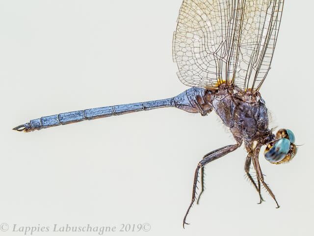Orthetrum monardi Woodland Skimmer Male 100 3095 Orthetrum monardi Woodland Skimmer Male close up Kozi Bay KZN RSA MCH 2019r 2
