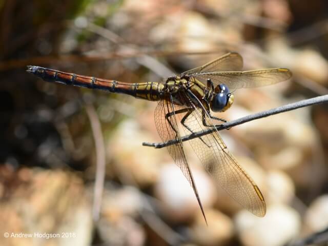 Elusive Skimmer, Orthetrum rubens, Female 107 560 2018 1215 160029 cs Elusive Skimmer, Orthetrum rubens
