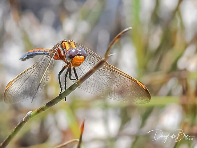 Orthetrum rubens Elusive Skimmer Female 1 107 595 Female 1