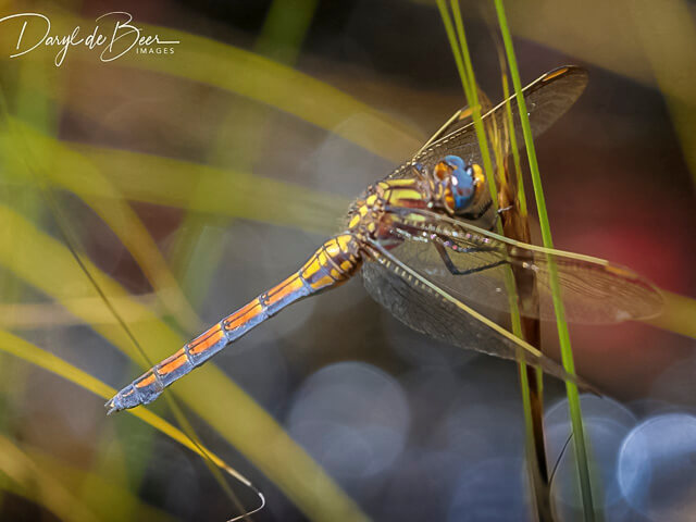 Orthetrum rubens, Elusive Skimmer 107 560 2018 1215 160029 cs