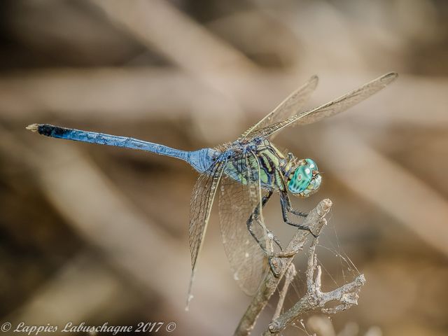Bold Skimmer (Orthetrum stemmale), Male 100 2056 Male Ndumu Mch 2017r 4