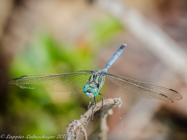 Orthetrum stemmale, Bold Skimmer Orthetrum stemmale Bold Skimmerl Male Ndumu Mch 2017r 7