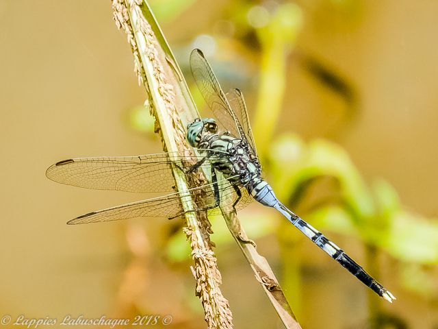 Orthetrum stemmale Bold Skimmer 100 2060 Orthetrum stemmale Bold Skimmer Ndumo KZN RSA Mch 2018r 6