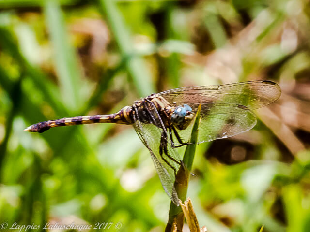 Bold Skimmer (Orthetrum stemmale), Female 101 560 LP RSA Mar 2012