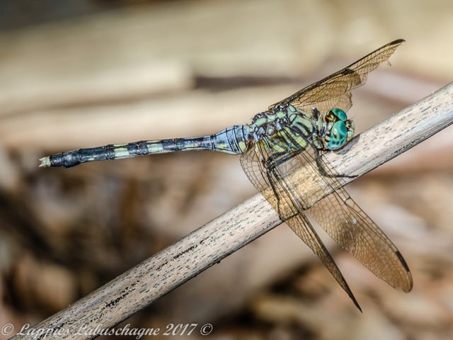 Bold Skimmer (Orthetrum stemmale), Female 100 700 Old Female Kozi Bay KZN Mch 2017r 2