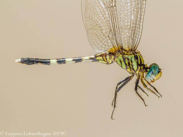 Orthetrum stemmale, Bold Skimmer, Female 100 2519 Orthetrum stemmale Bold Skimmer Female Close up Ndumo KZN RSA Mch 2019r 2