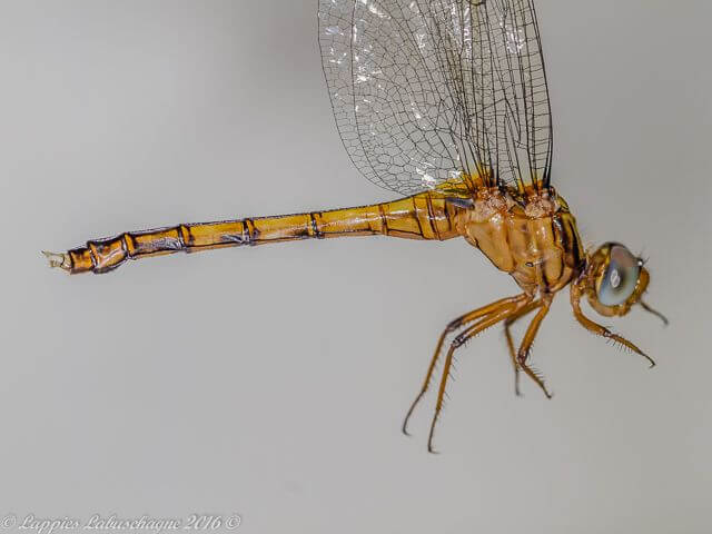 Orthetrum stemmale, Bold Skimmer, Teneral Female Orthetrum stemmale Bold Skimmer Female MP RSA Nov 2016