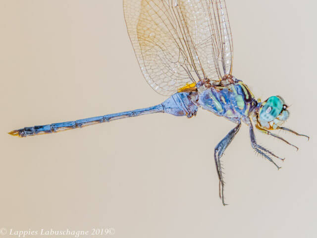 Orthetrum stemmale Bold Skimmer Male Orthetrum stemmale Bold Skimmer Male Close up Kozibay KZN RSA Mch 2019