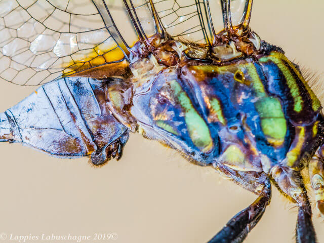 Bold Skimmer (Orthetrum stemmale) Male Genetalia and Thorax Lateral view 100 2554 Orthetrum stemmale Bold Skimmer Male Close up Kozibay KZN RSA Mch 2019r 11