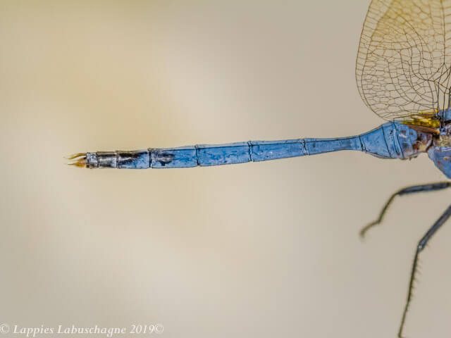 Bold Skimmer Orthetrum stemmale Male Abdomen Dorsal View 100 2556 Orthetrum stemmale Bold Skimmer Male Close up Kozibay KZN RSA Mch 2019r 14