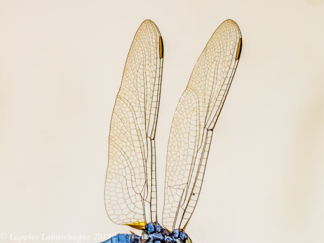 Bold Skimmer (Orthetrum stemmale) Male 100 2560 Orthetrum stemmale Bold Skimmer Male Close up Kozibay KZN RSA Mch 2019r 23
