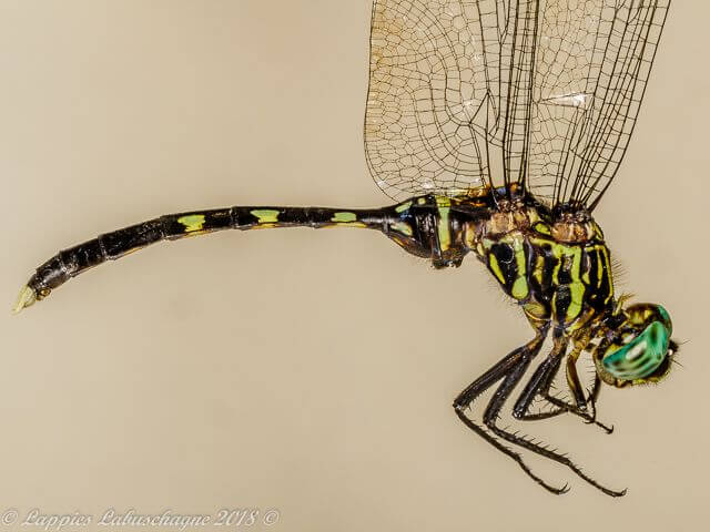 Orthetrum stemmale Bold Skimmer Male (Dark variation) 100 2571 Orthetrum stemmale Bold Skimmer Male Close up Ndumo KZN RSA Mch 2018r 3