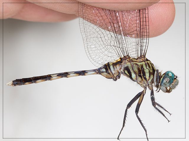 Orthetrum stemmale, Bold Skimmer, Male Orthetrum stemmale Bold Skimmer Teneral Male Tshipise LP RSA May 2016