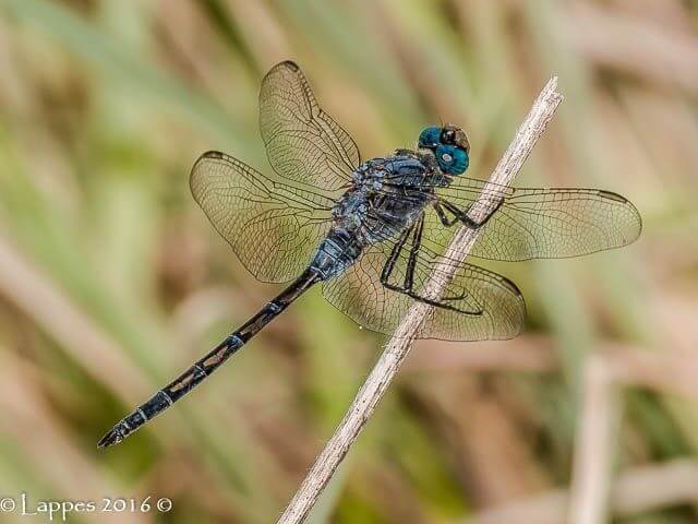 Orthetrum trinacria, Long Skimmer, Young Male 100 1012 Orthetrum trinacria Young Male Nothern Works Dec 2016r 7