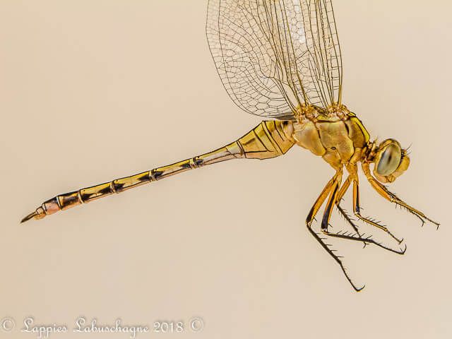 Orthetrum trinacria Long Skimmer Female Young 100 680 Orthetrum trinacria Long Skimmer Female Young Close up Rust de Winter LP RSA Oct 2018r 2