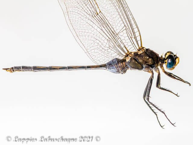 Orthetrum trinacria Long Skimmer Male 100 3353 Orthetrum trinacria Long Skimmer Male Close up Vaalwater LP RSA Mch 2021r 1