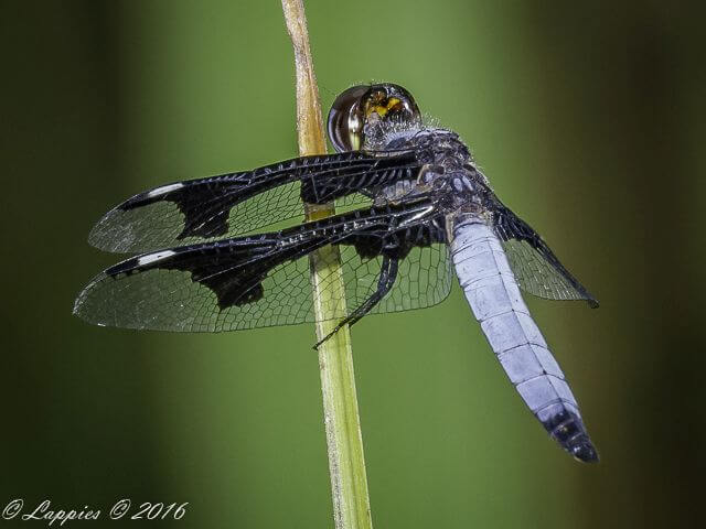 Palpopleura portia Portia Widow 100 1287 Palpopleura portia Portia Widow Mystic Monkeys LP RSA Jan 2017r 6