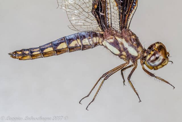 Portia Widow (Palpopleura portia) Female 100 1303 Palpopleura portia Portia Widow Natuurpraal Female Close Up LP RSA Sept 2017r 3