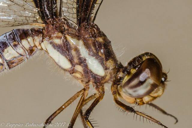Portia Widow (Palpopleura portia) Female 100 1304 Palpopleura portia Portia Widow Natuurpraal Female Close Up LP RSA Sept 20171r 1