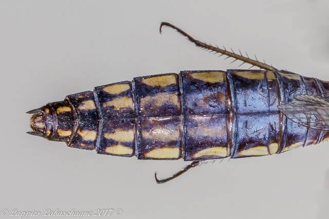 Portia Widow (Palpopleura portia) Female Abdomen Dorsal View 100 1310 Palpopleura portia Portia Widow Natuurpraal Female Close Up LP RSA Sept 2017r 6