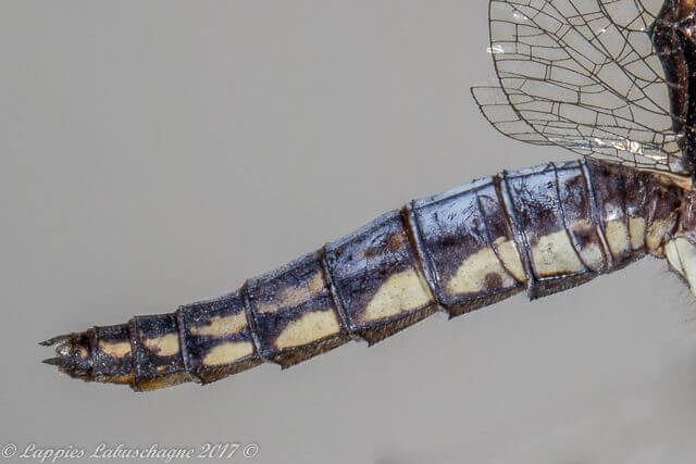 100 1311 Palpopleura portia Portia Widow Natuurpraal Female Close Up LP RSA Sept 2017r 7