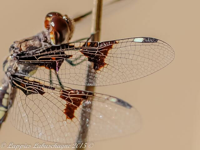 Portia Widow (Palpopleura portia) Female 100 1312 Palpopleura portia Portia Widow Haenertsburg LP RSA July 2015r 8