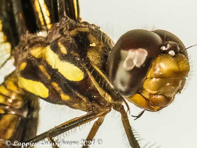 Palpopleura portia Portia Widow Female 100 3409 Palpopleura portia Portia Widow Female Close up Vaalwater LP RSA Mch 2021r11of24