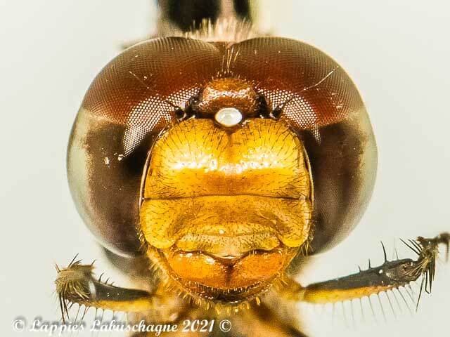 Palpopleura portia Portia Widow Female 100 3413 Palpopleura portia Portia Widow Female Close up Vaalwater LP RSA Mch 2021r17of24