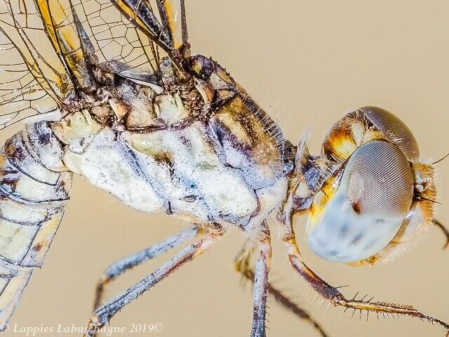 Palpopleura deceptor Deceptive Widow Female 100 2975 Palpopleura deceptor Deceptive Widow Female close up Mabusa LP RSA Oct 2019r 7
