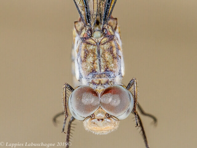Palpopleura deceptor Deceptive Widow Female 100 2977 Palpopleura deceptor Deceptive Widow Female close up Mabusa LP RSA Oct 2019r 11