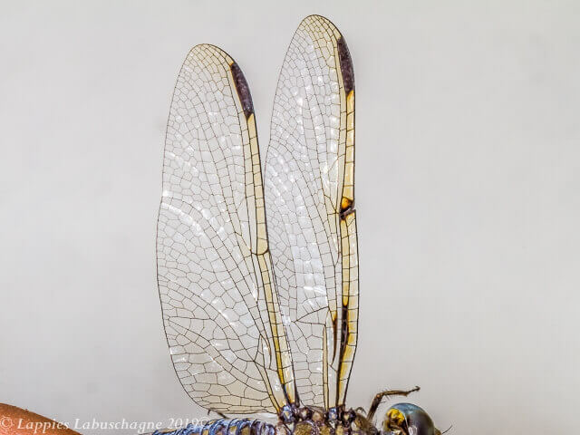 Palpopleura deceptor Deceptive Widow Female 100 2981 Palpopleura deceptor Deceptive Widow Female close up Mabusa LP RSA Oct 2019r 25